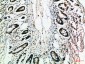 MCP-3 Polyclonal Antibody